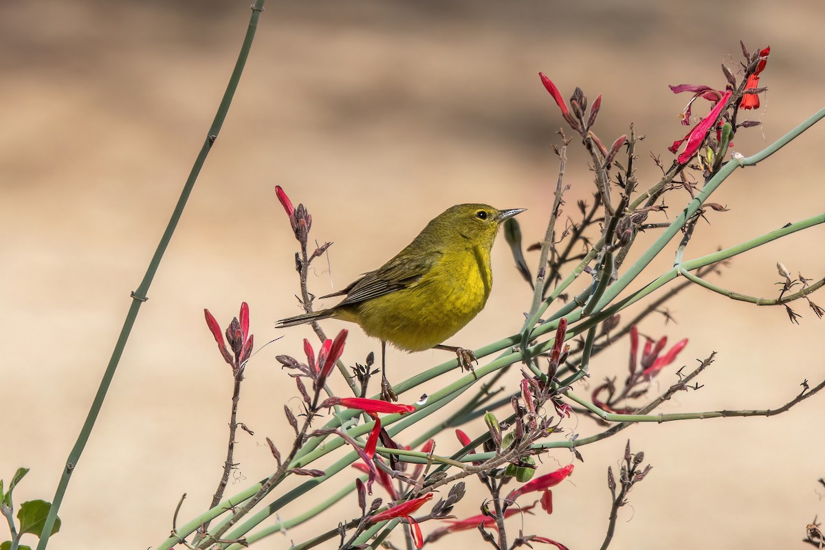 Orange-crowned Warbler - Joshua Stacy