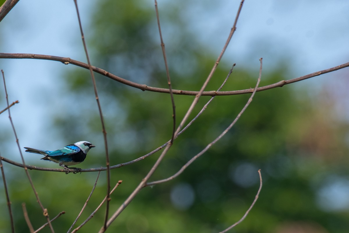 Masked Tanager - ML615380339