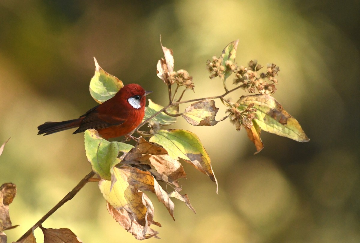 Red Warbler (White-cheeked) - ML615380365