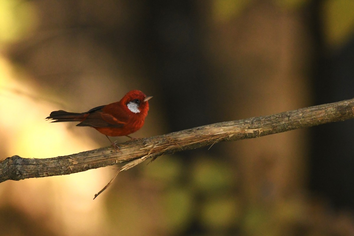Red Warbler (White-cheeked) - ML615380381