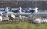Iceland Gull - ML615380412