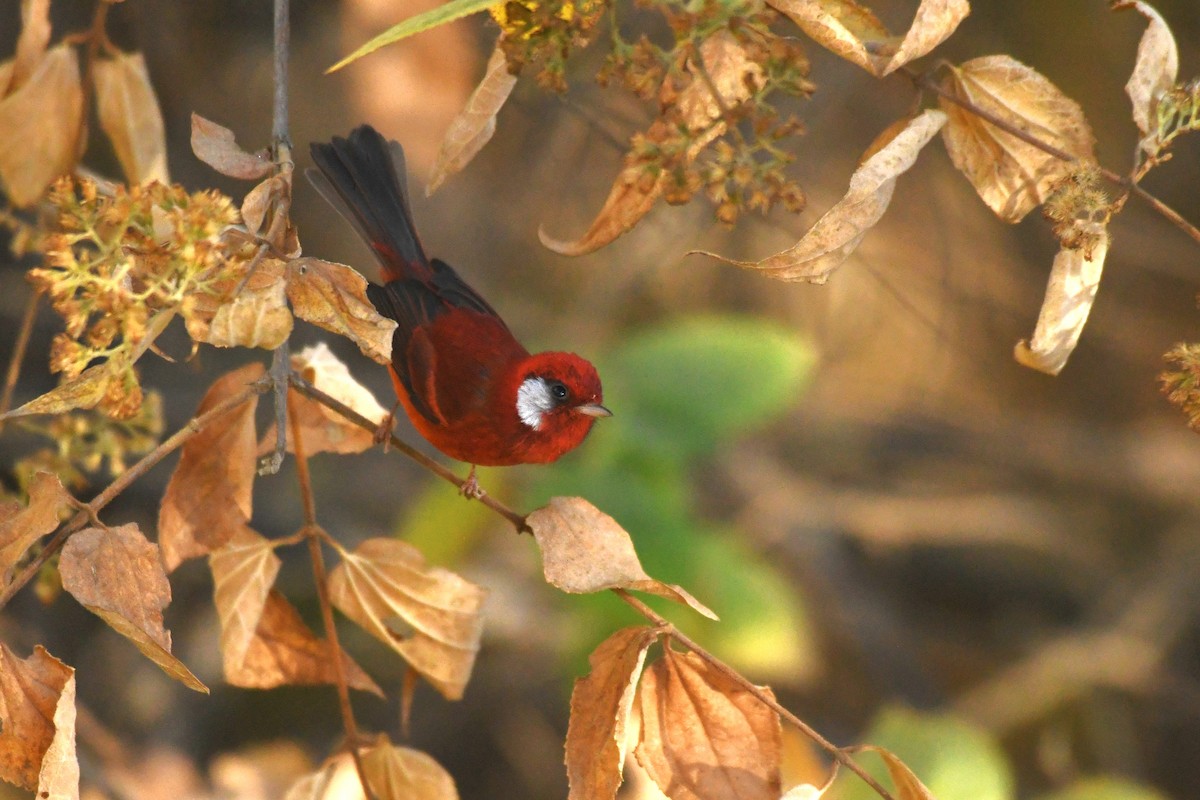 Red Warbler (White-cheeked) - ML615380417