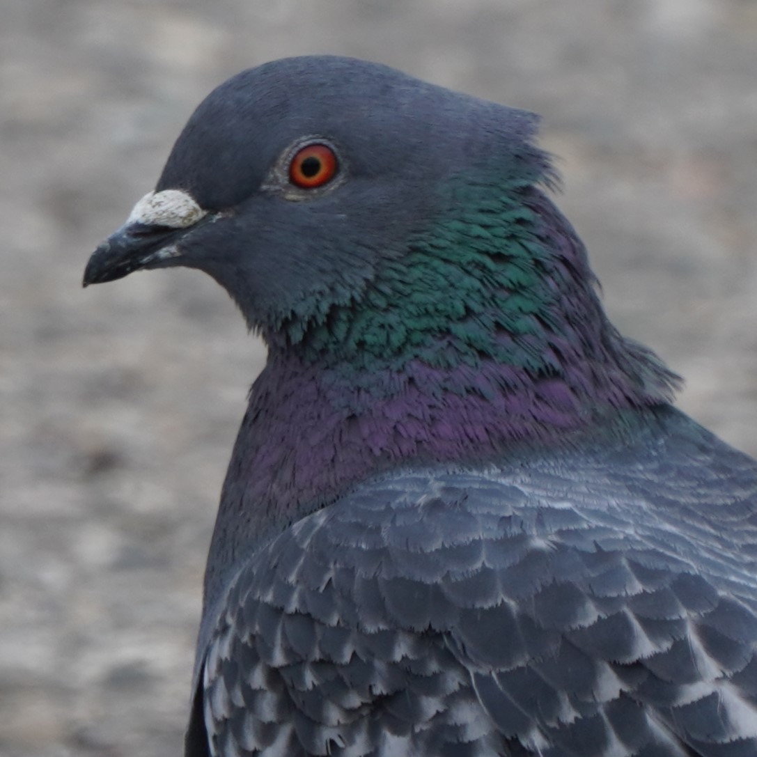 Rock Pigeon (Feral Pigeon) - ML615380426