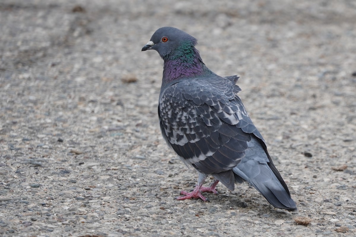 Pigeon biset (forme domestique) - ML615380429
