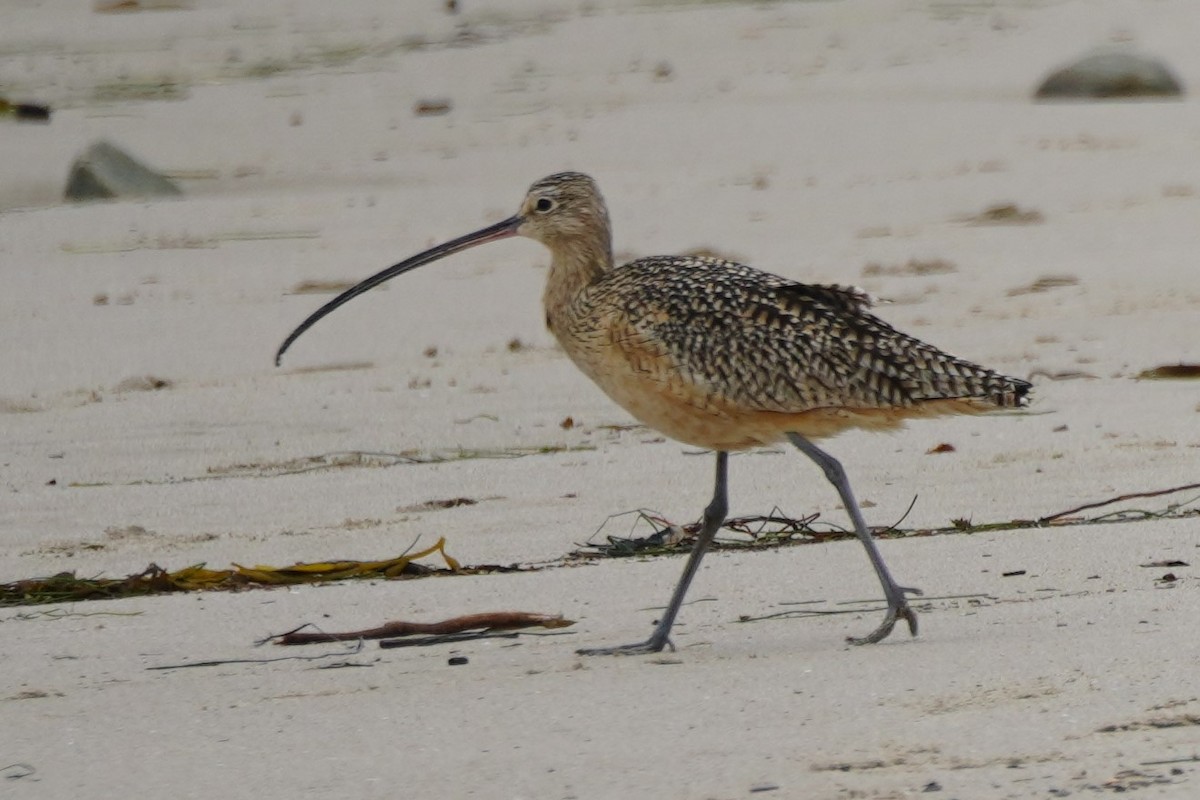 Long-billed Curlew - ML615380434