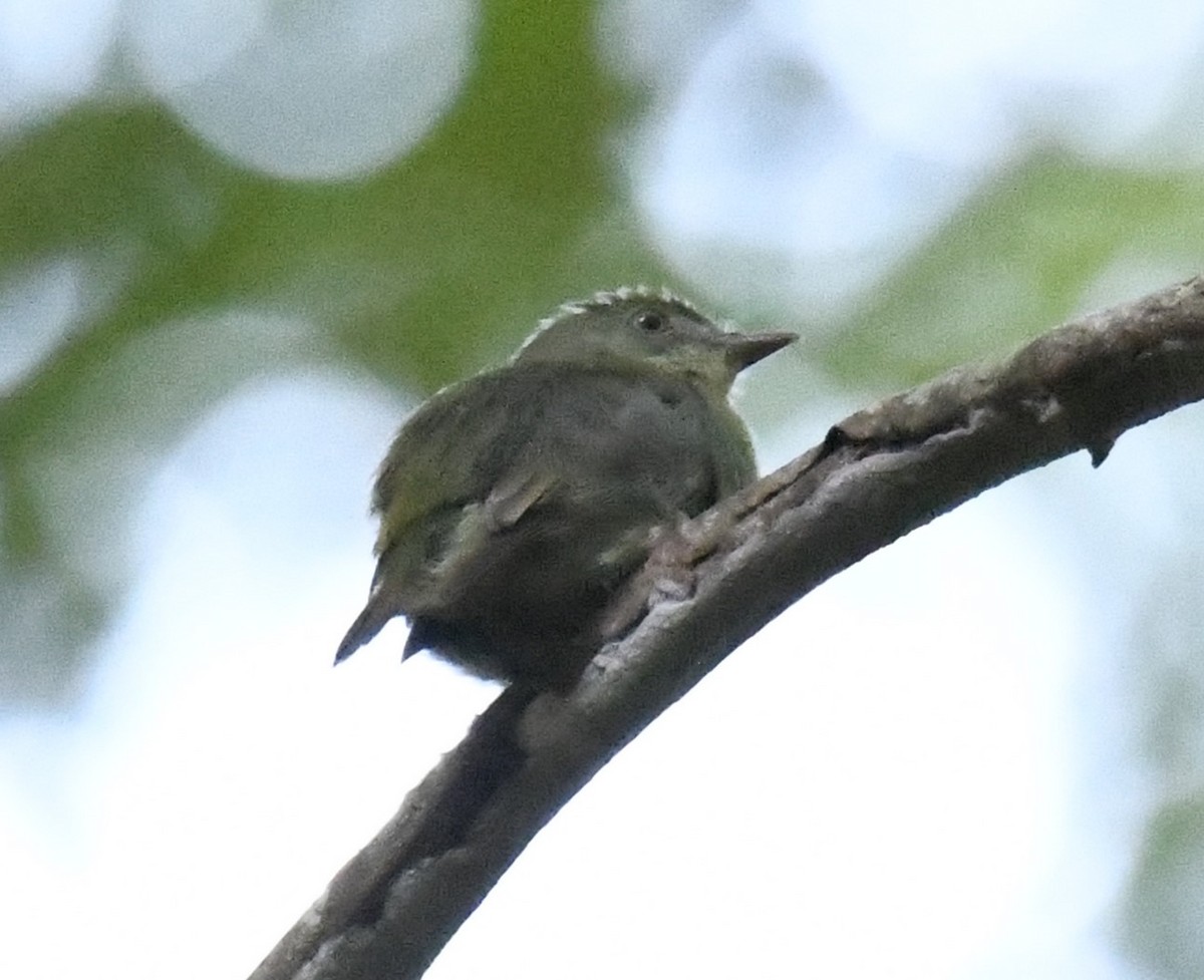 Dwarf Tyrant-Manakin - ML615380467