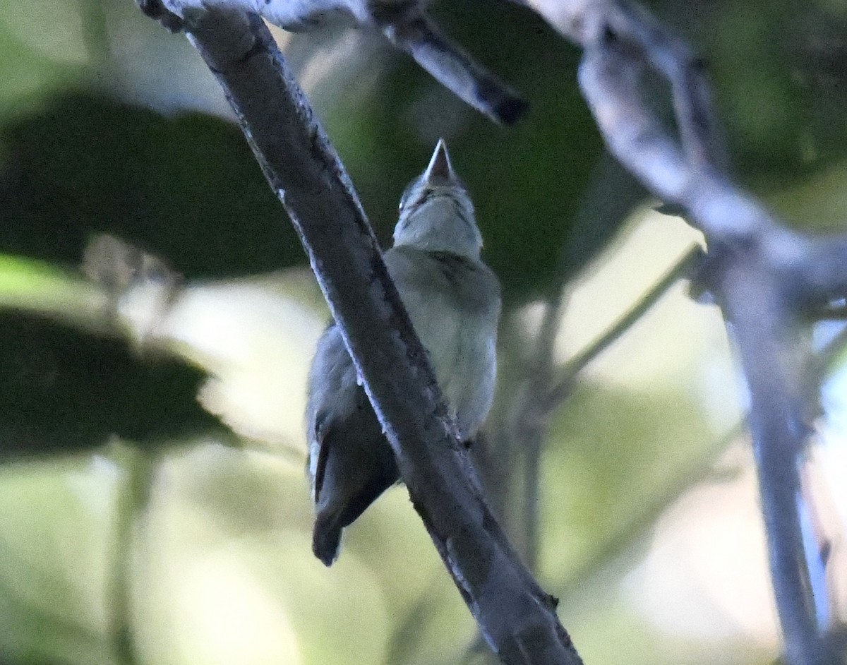 Dwarf Tyrant-Manakin - ML615380468