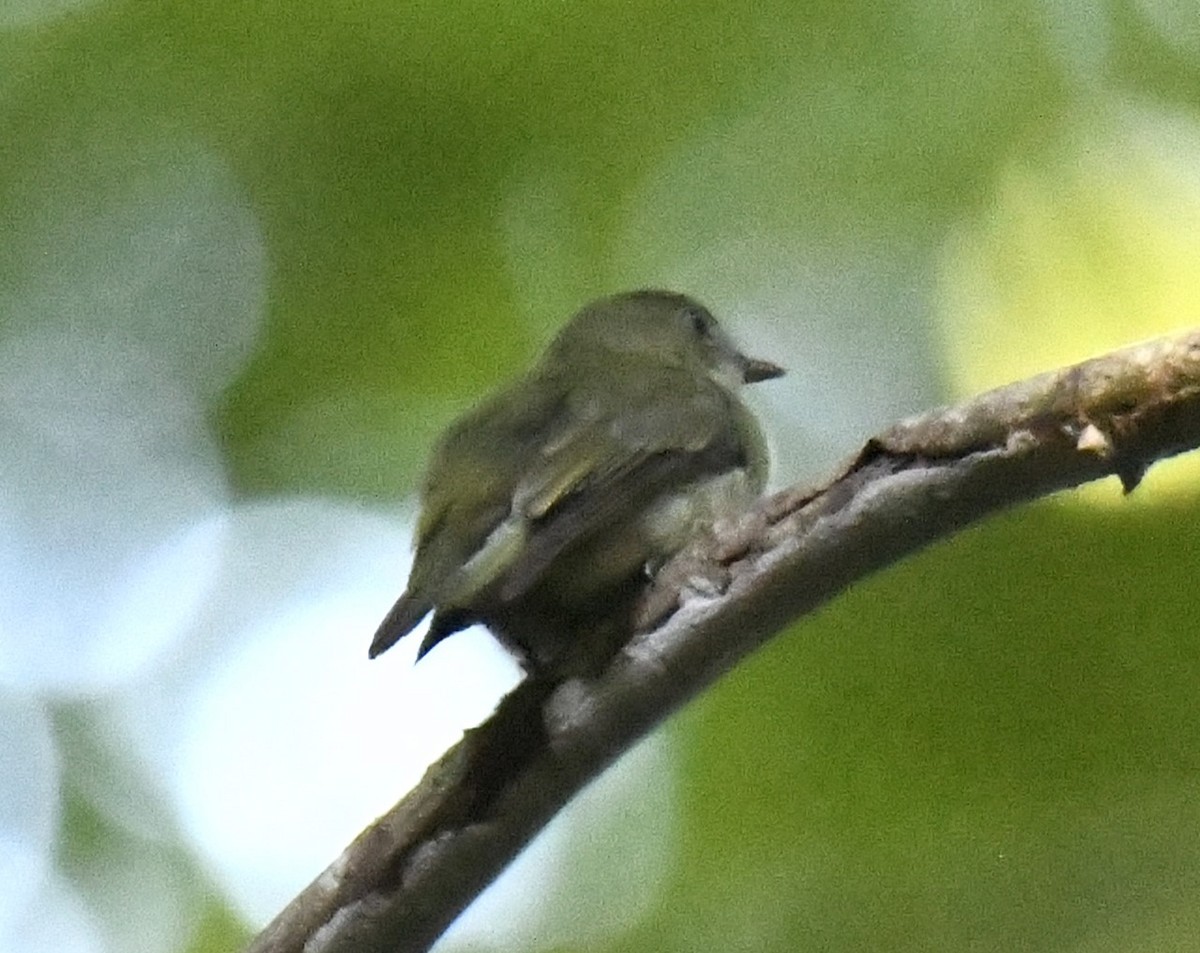 Dwarf Tyrant-Manakin - ML615380470