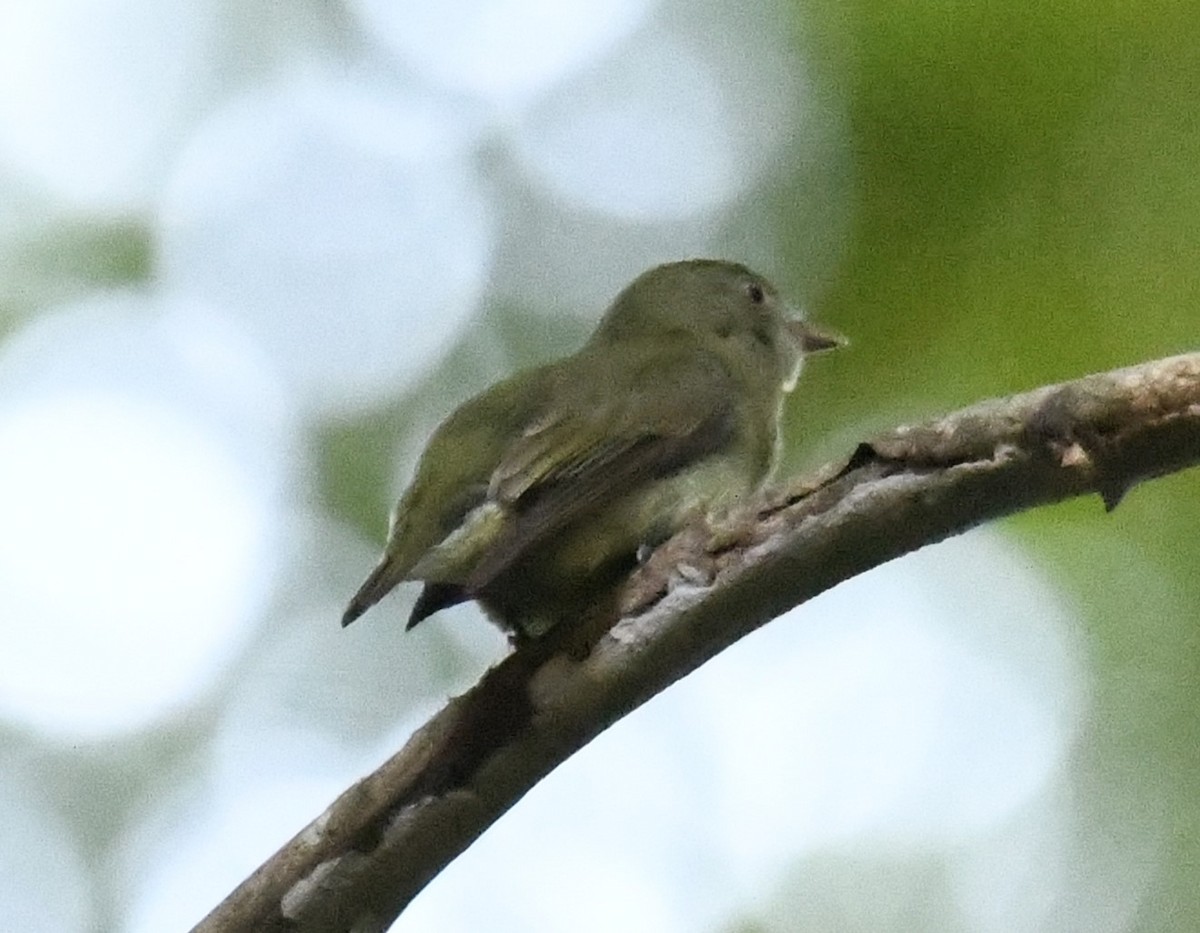 Dwarf Tyrant-Manakin - ML615380472