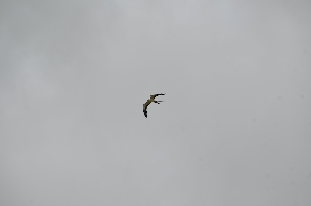 Swallow-tailed Kite - ML615380529