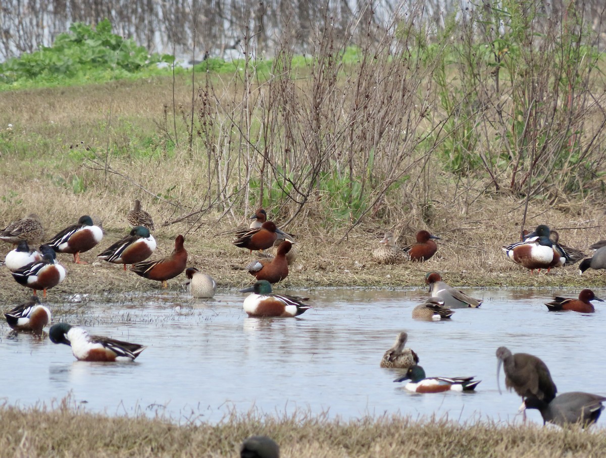 Cinnamon Teal - George Chrisman