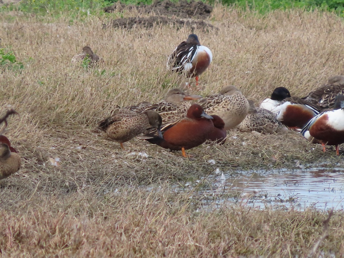 Cinnamon Teal - ML615380554