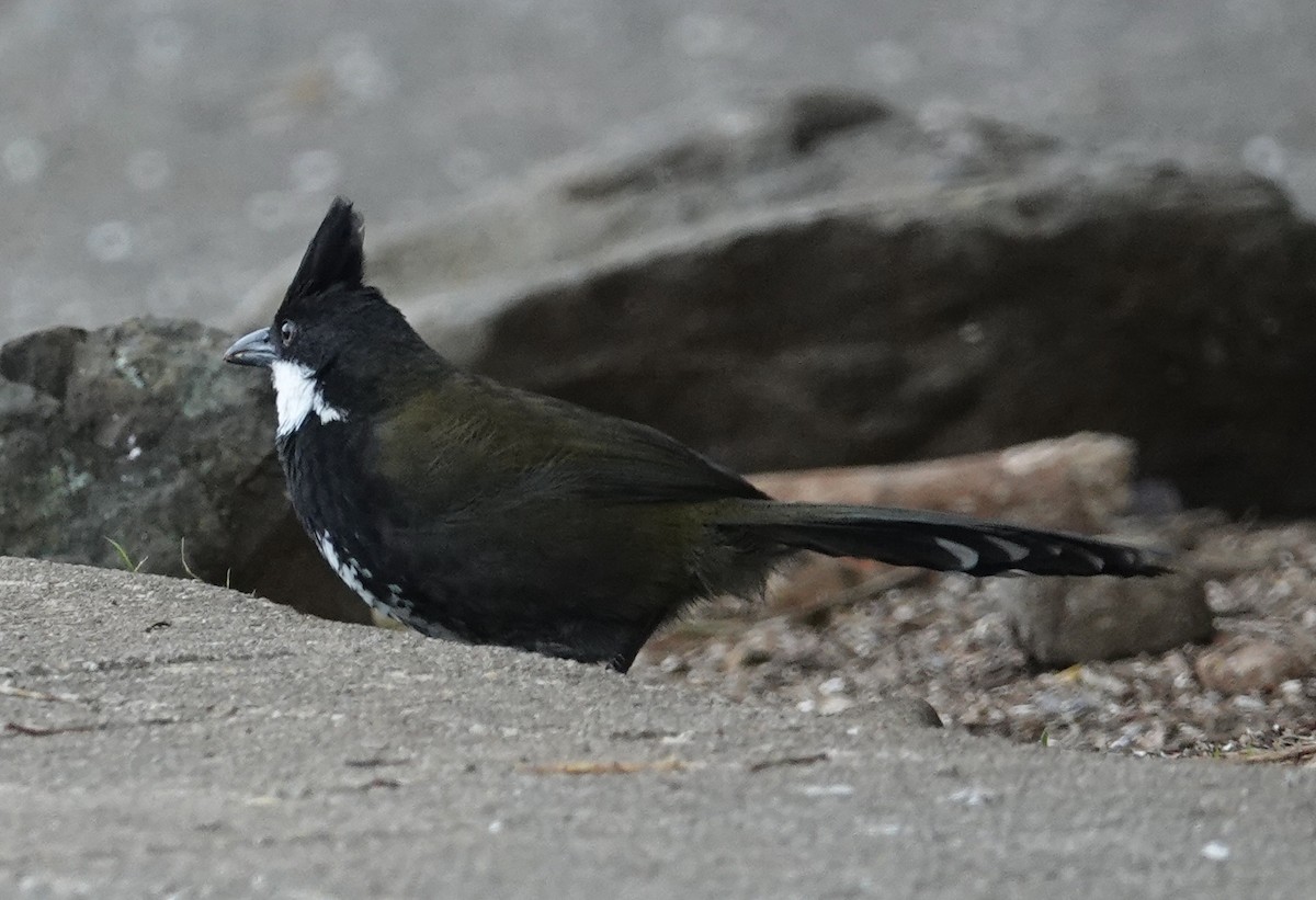 Eastern Whipbird - ML615380627