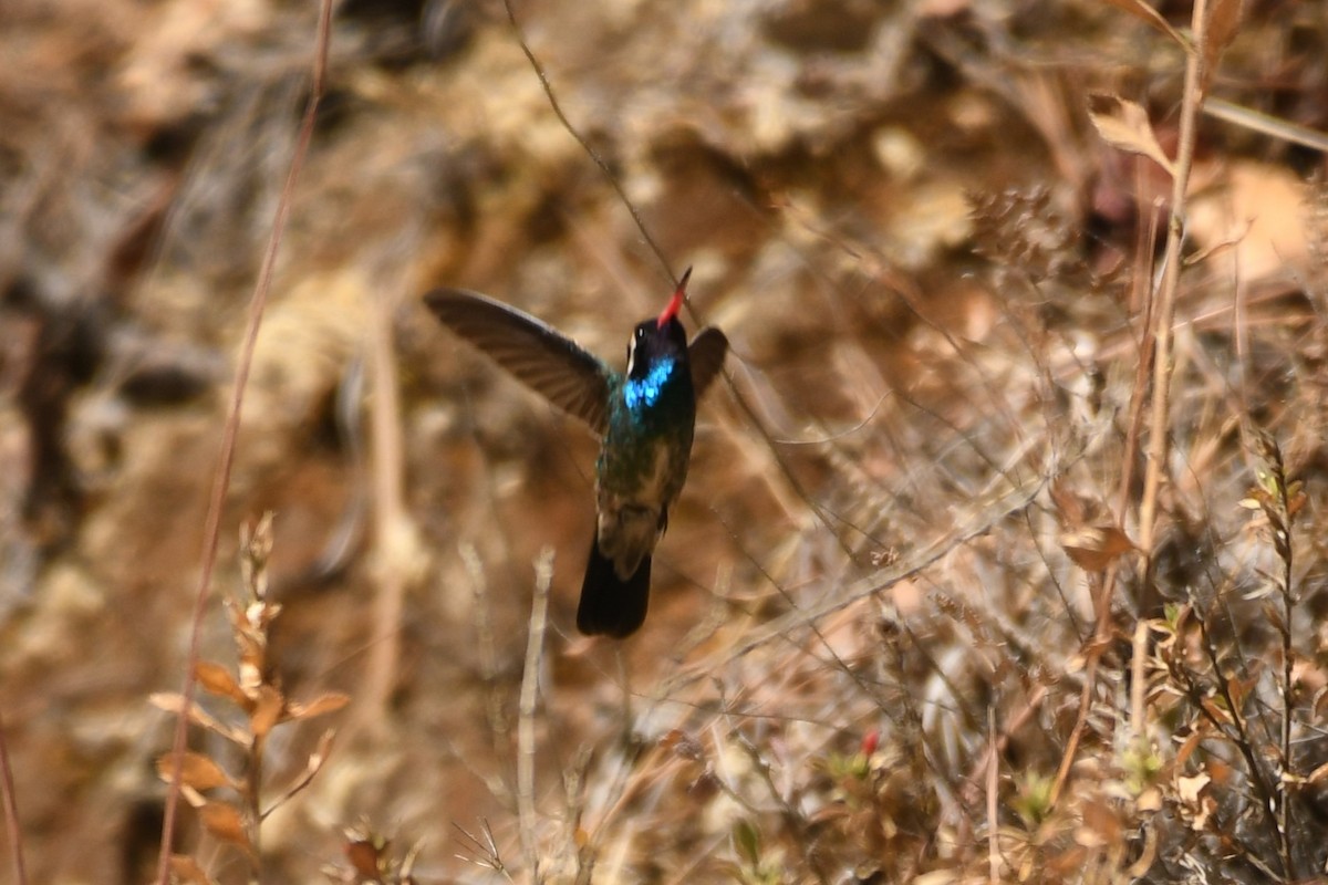 kolibřík bělouchý - ML615380689