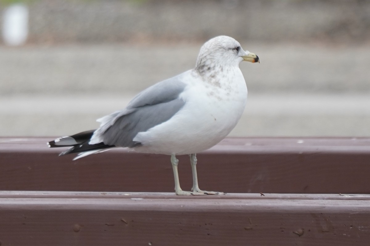 California Gull - ML615380750