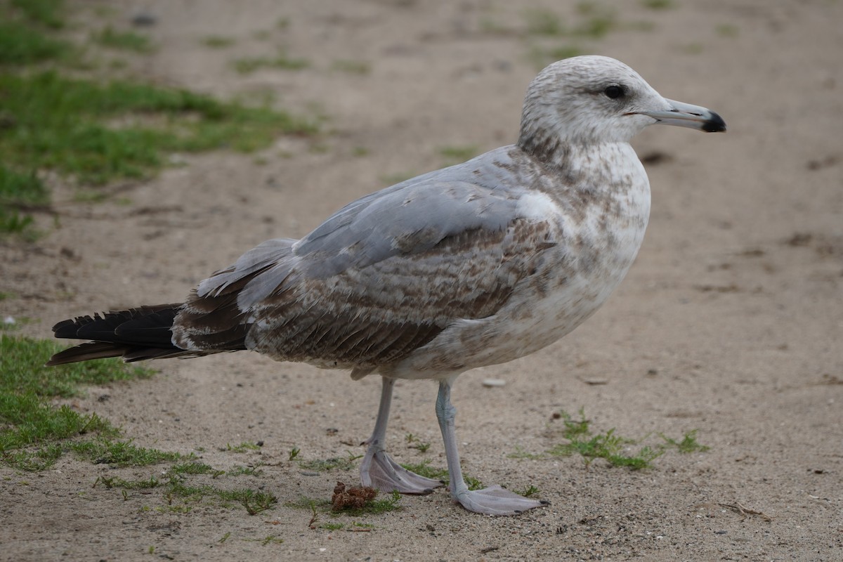 California Gull - ML615380768