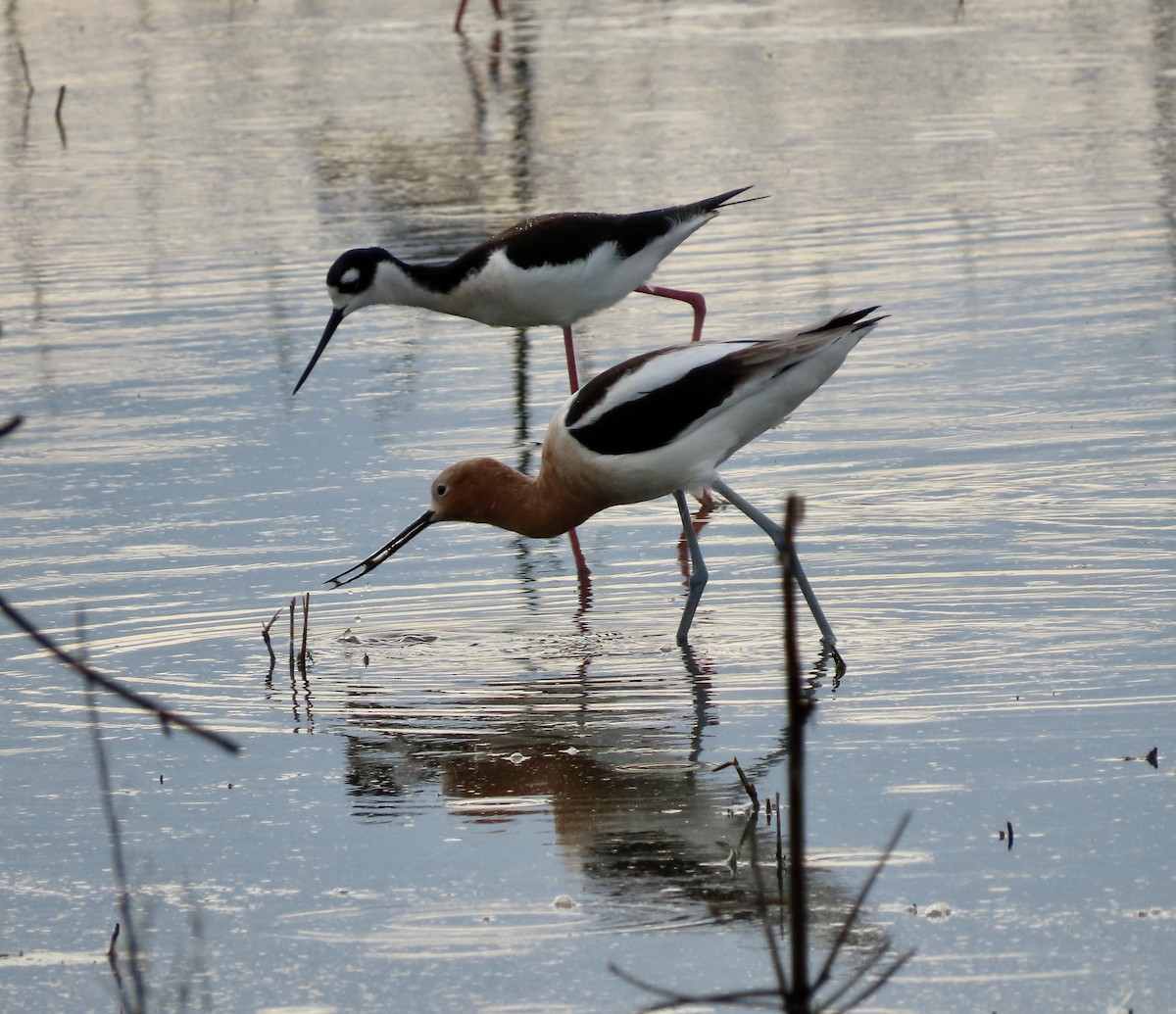 American Avocet - ML615380769