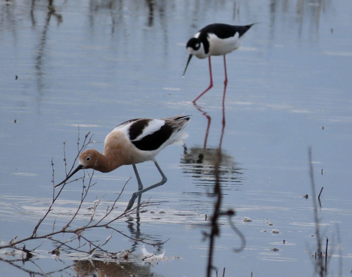 American Avocet - ML615380770