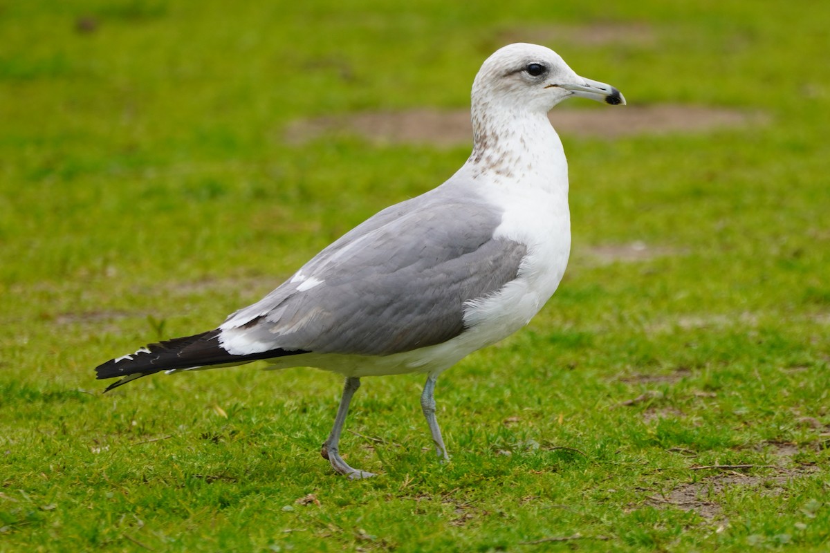 California Gull - ML615380780