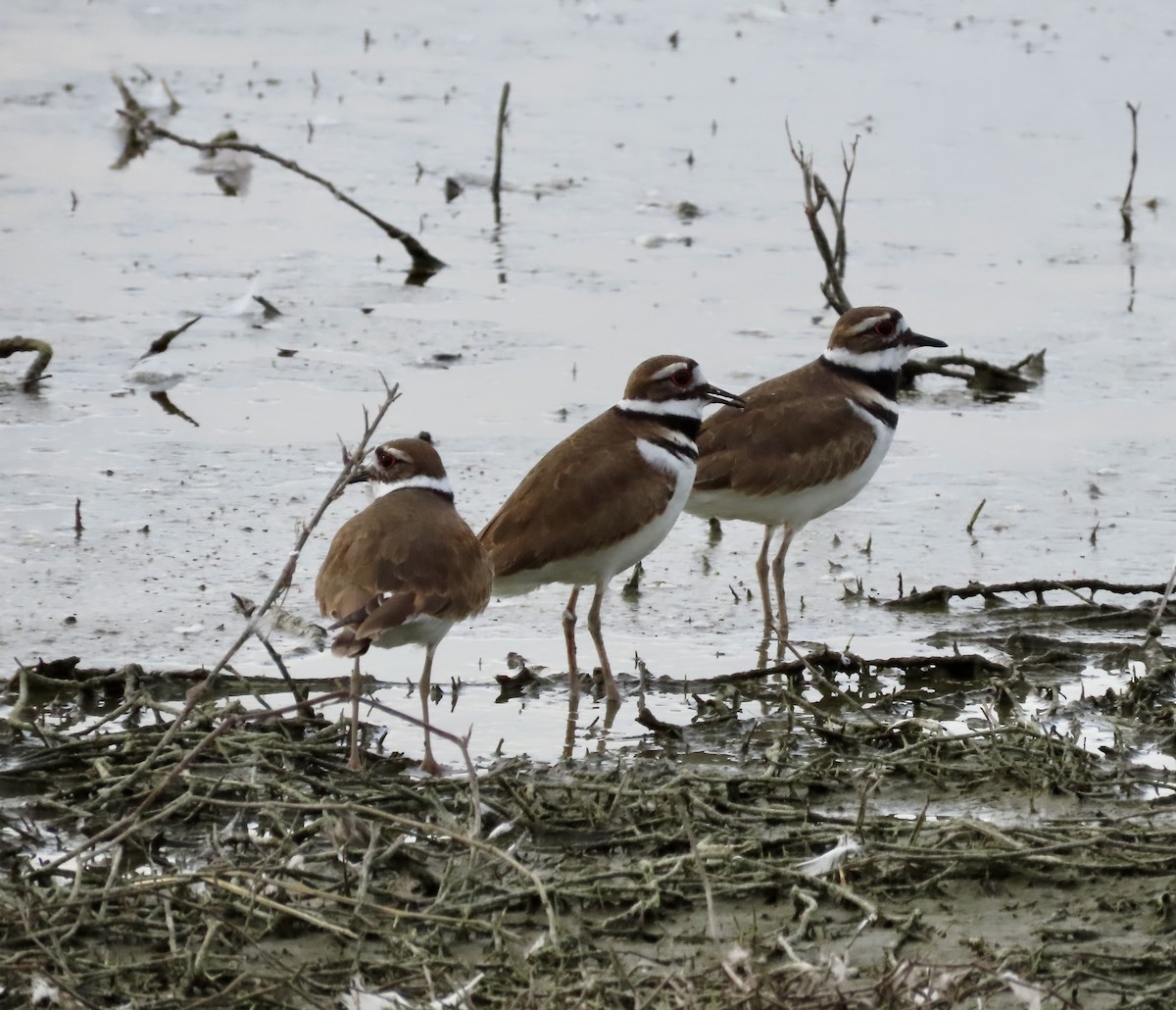 Killdeer - ML615380781