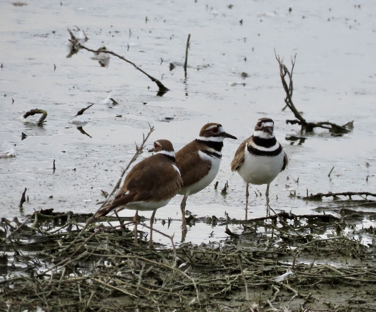 Killdeer - ML615380782