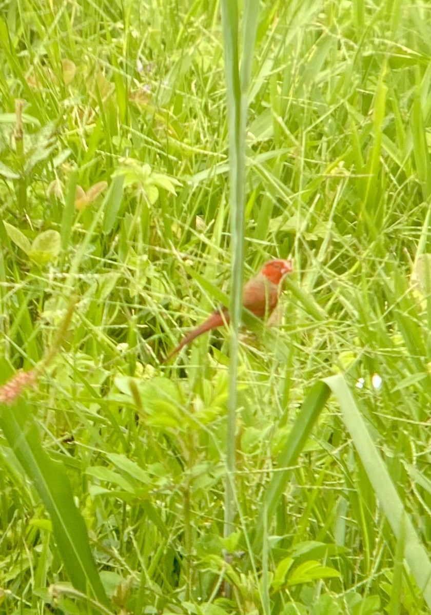 Crimson Finch - ML615380806