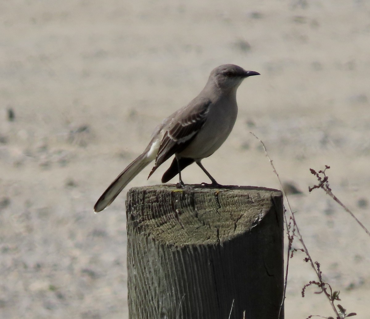 Northern Mockingbird - ML615380991