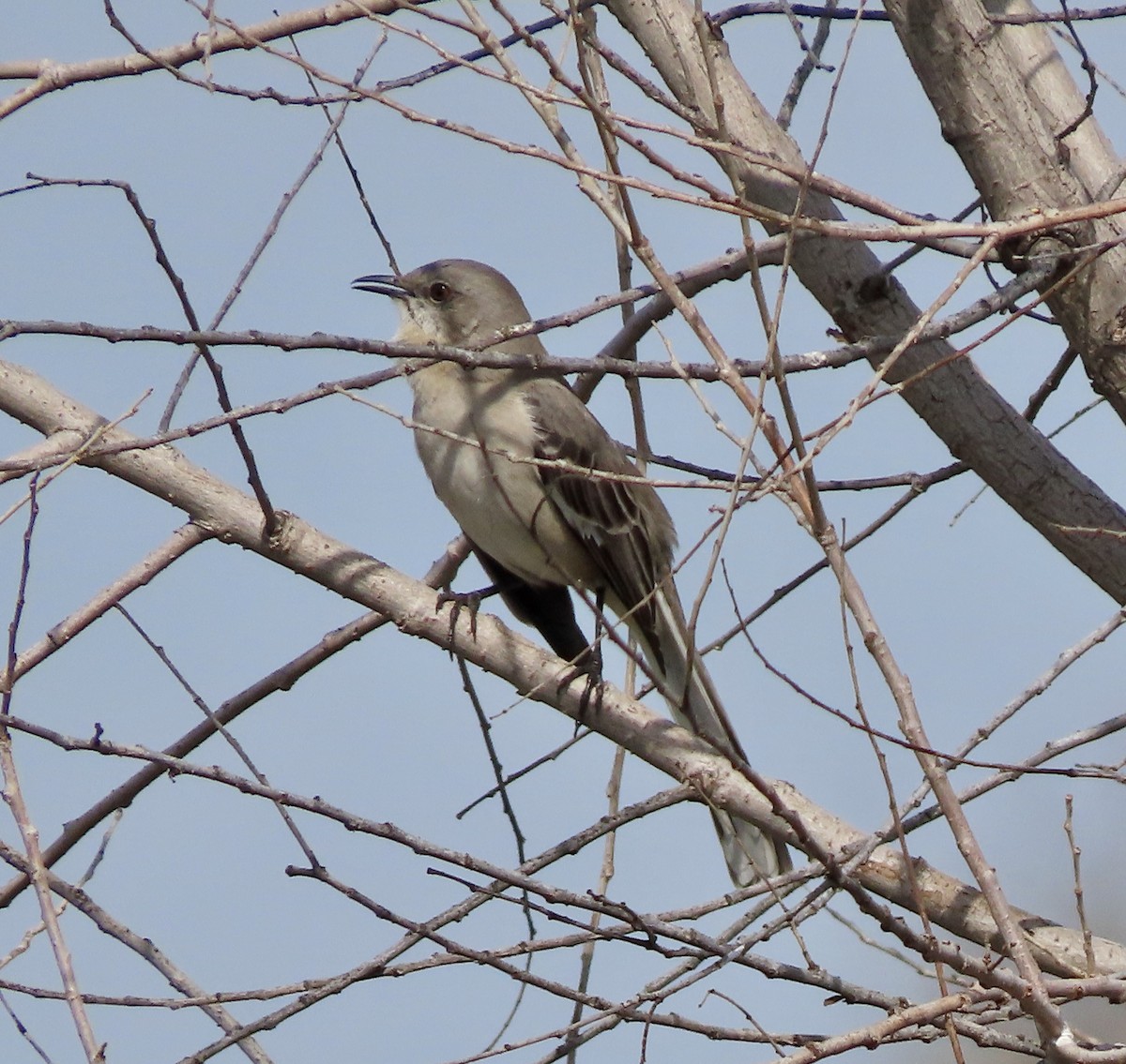 Northern Mockingbird - ML615380992