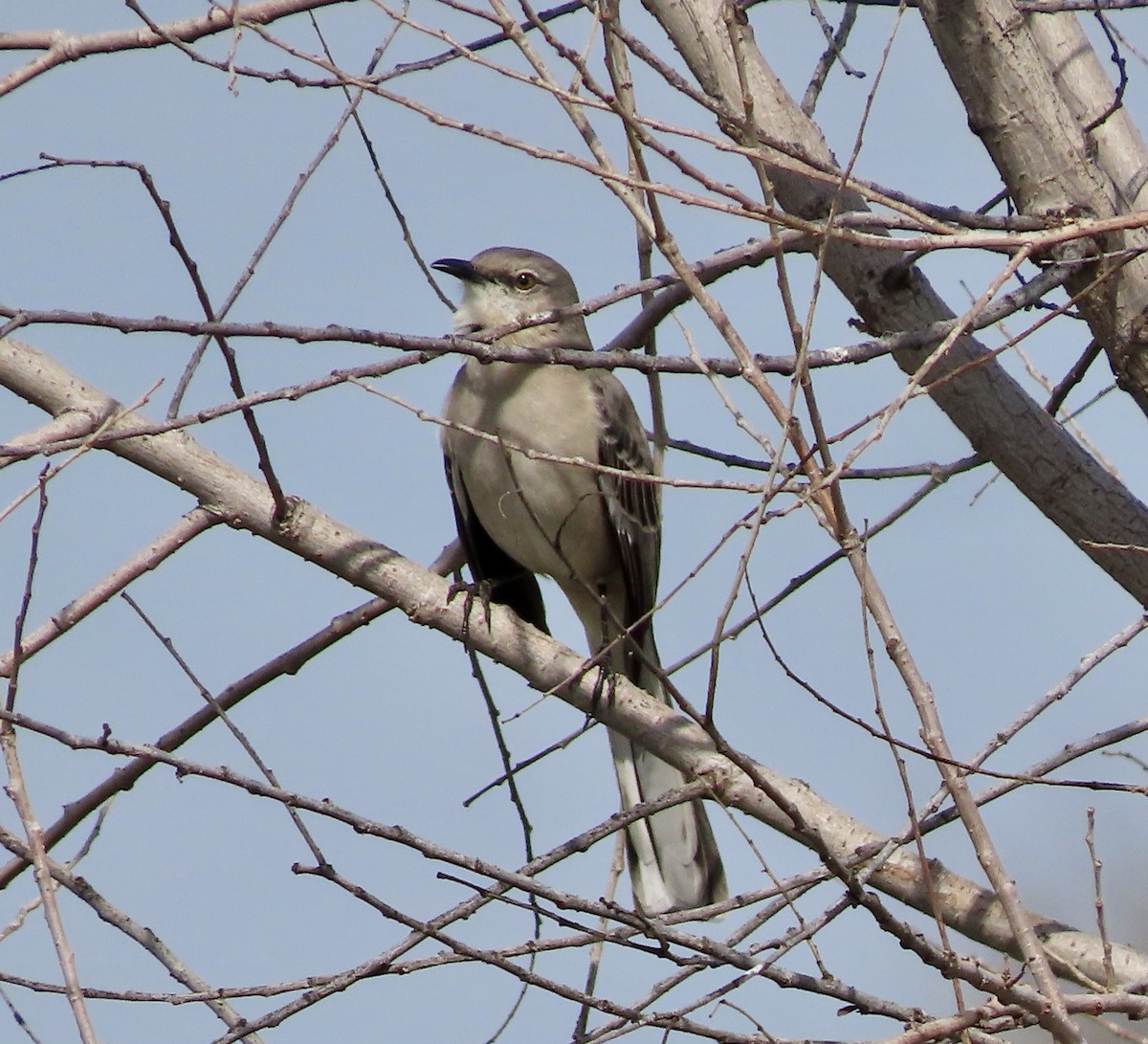 Northern Mockingbird - ML615380993