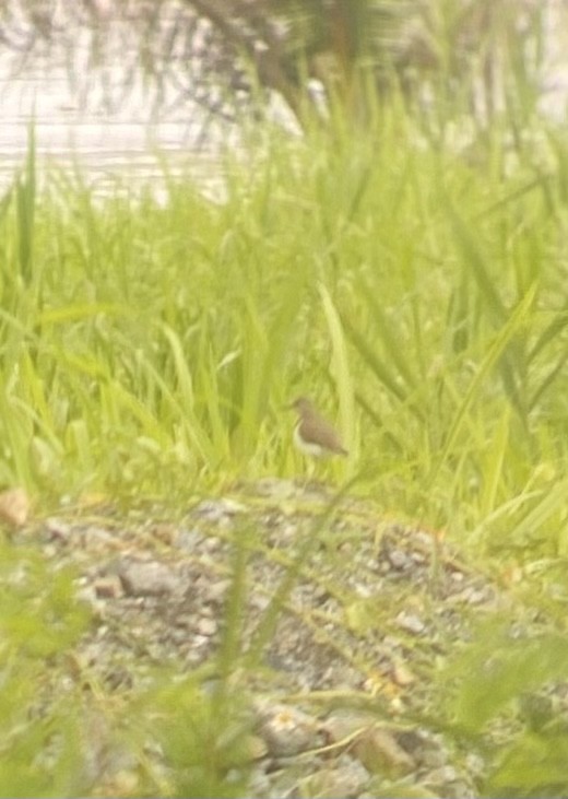 Common Sandpiper - ML615381013