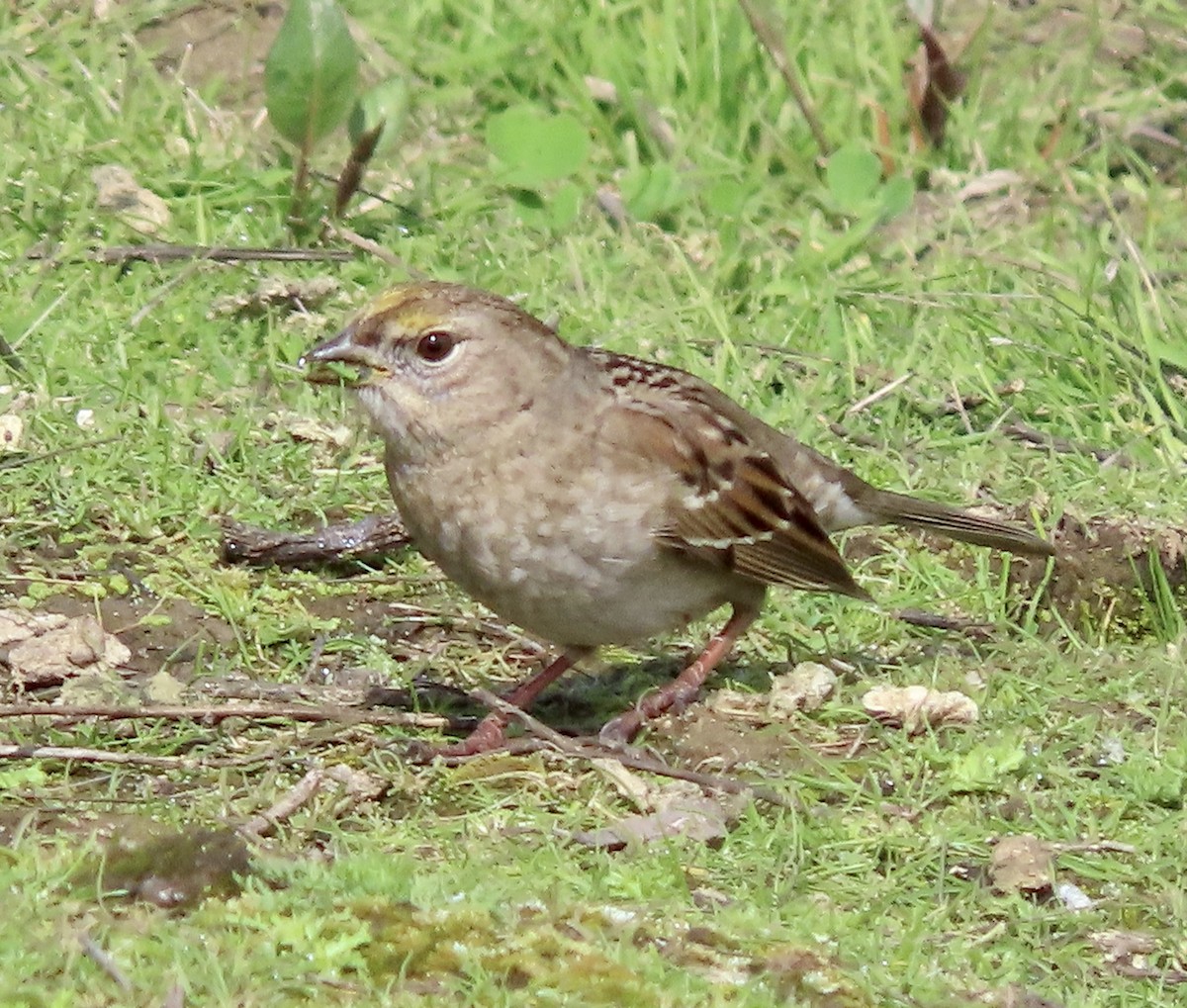 Golden-crowned Sparrow - ML615381039