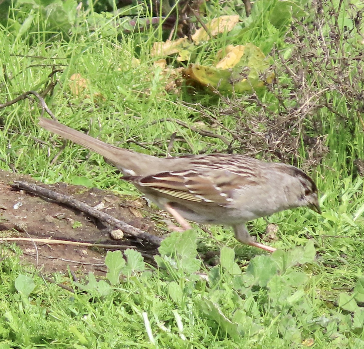 Golden-crowned Sparrow - ML615381040