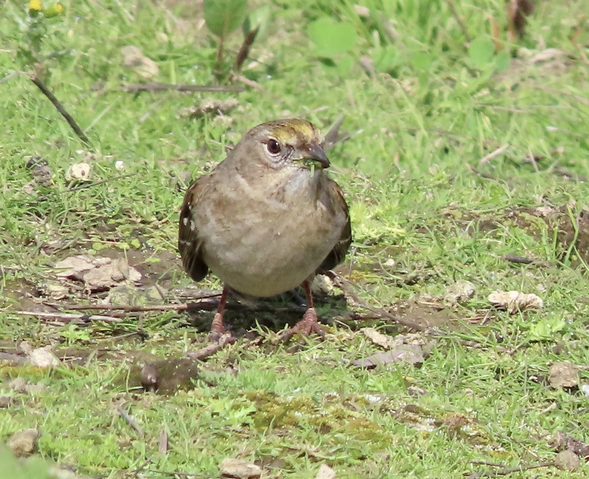 Golden-crowned Sparrow - ML615381041