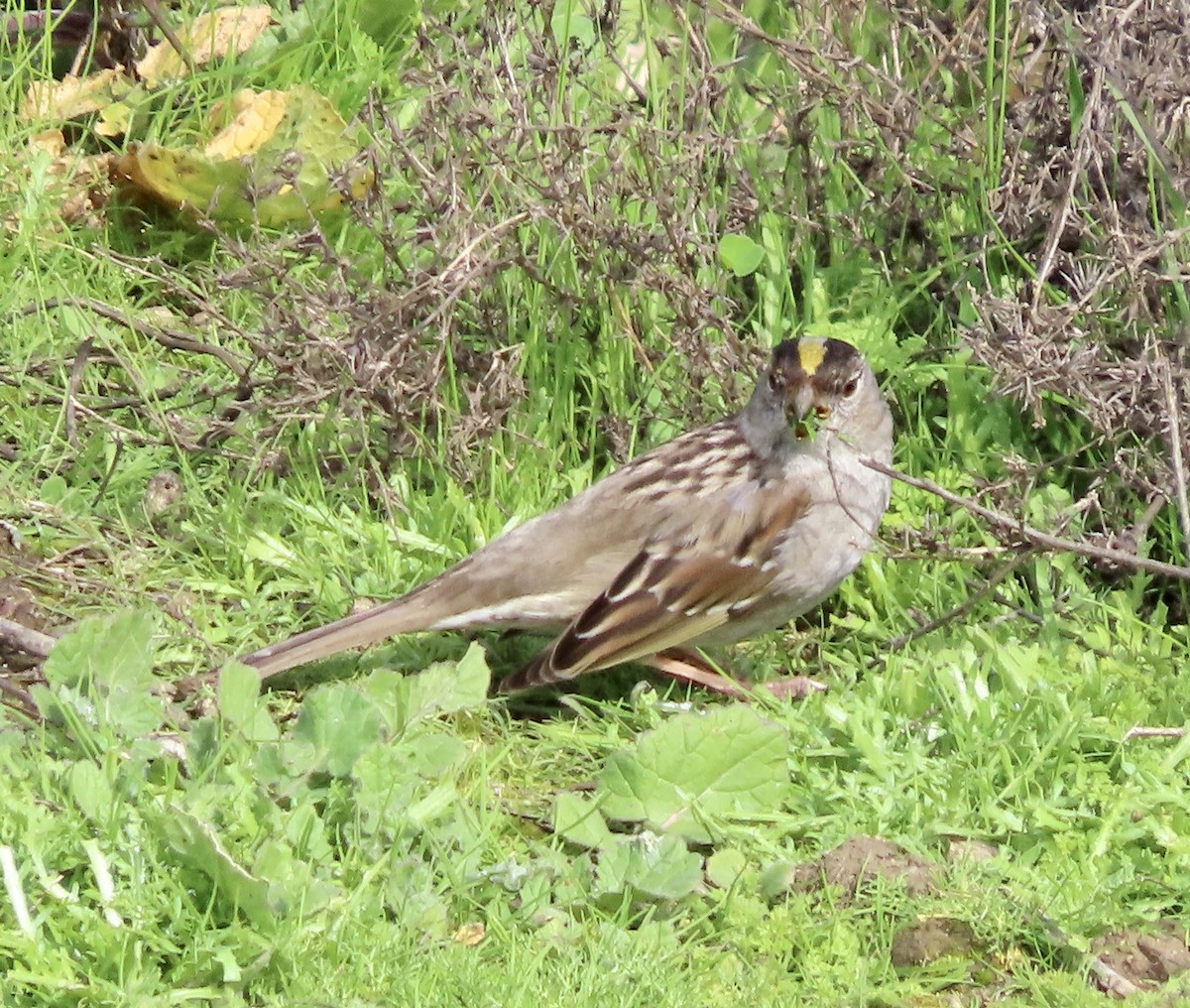 Golden-crowned Sparrow - ML615381043