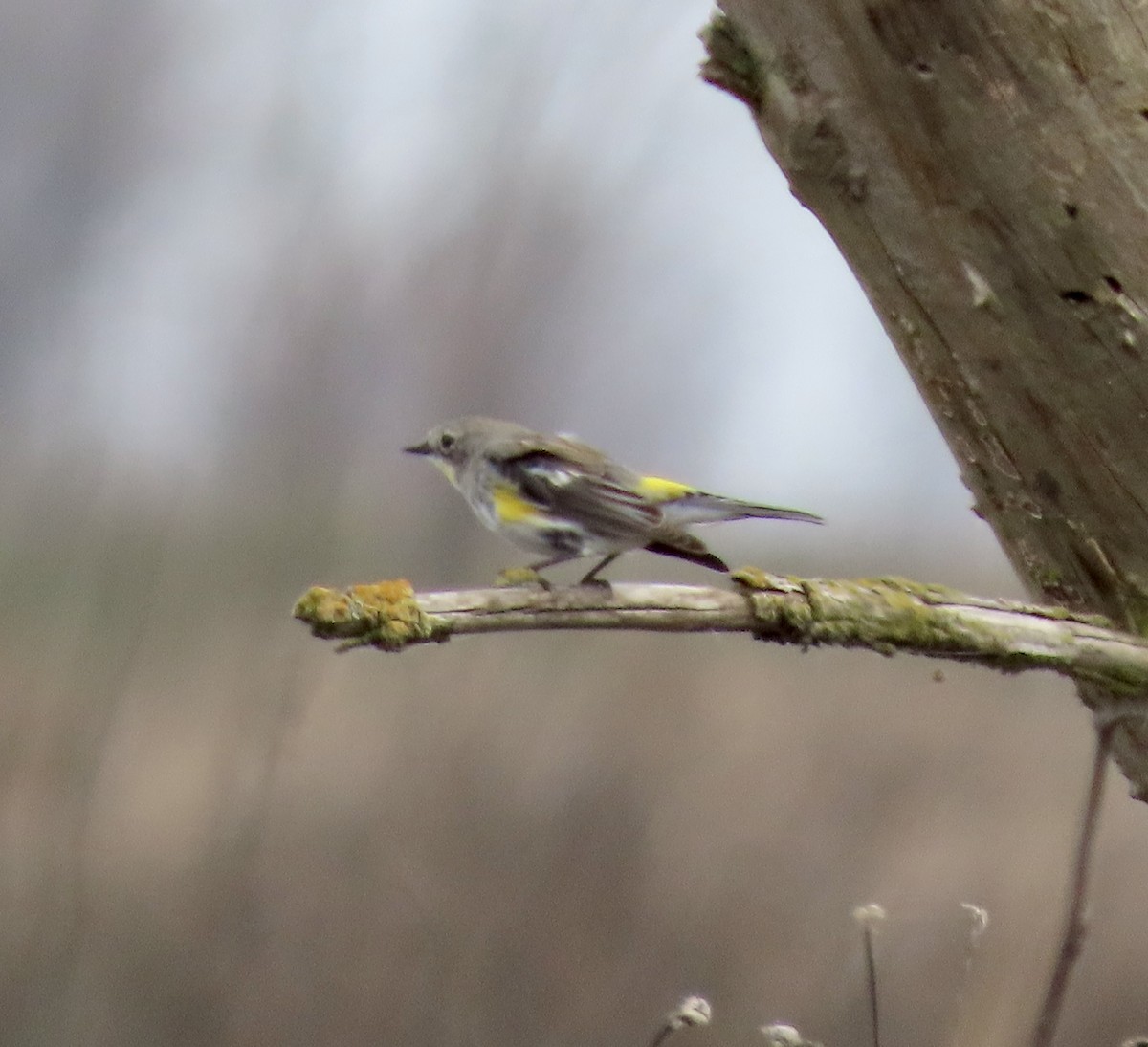 Yellow-rumped Warbler (Myrtle) - ML615381103