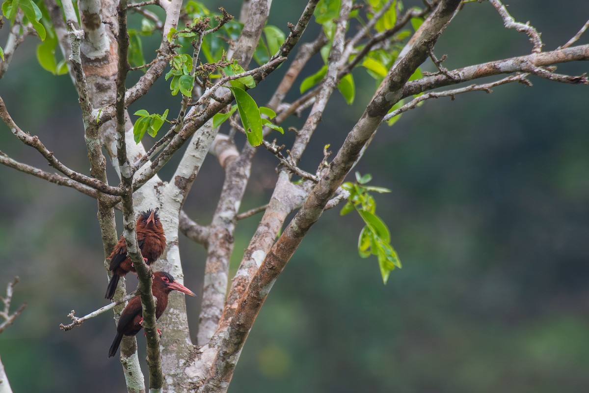 Purus Jacamar - Victor Castanho