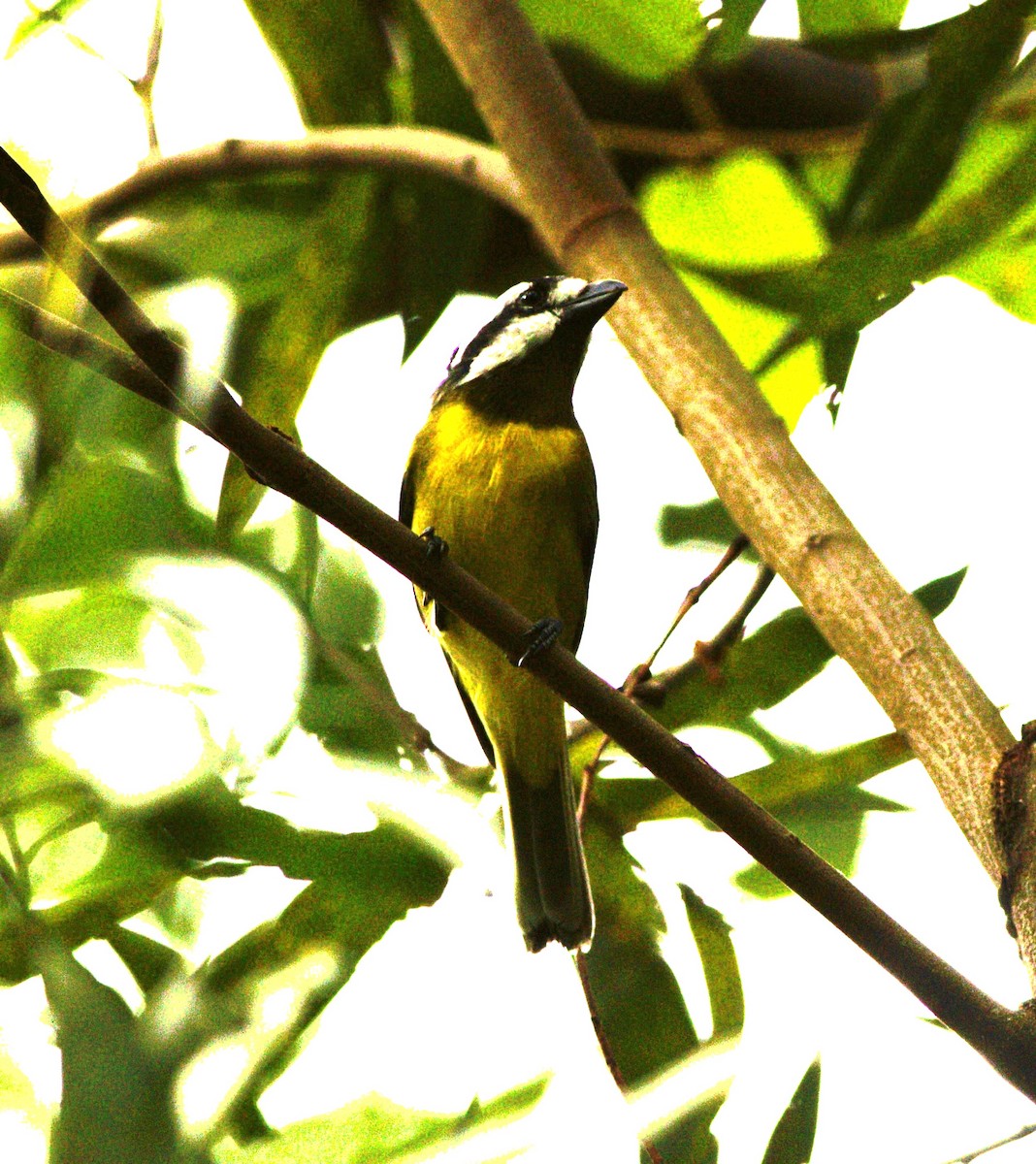 Eastern Shrike-tit - ML615381121