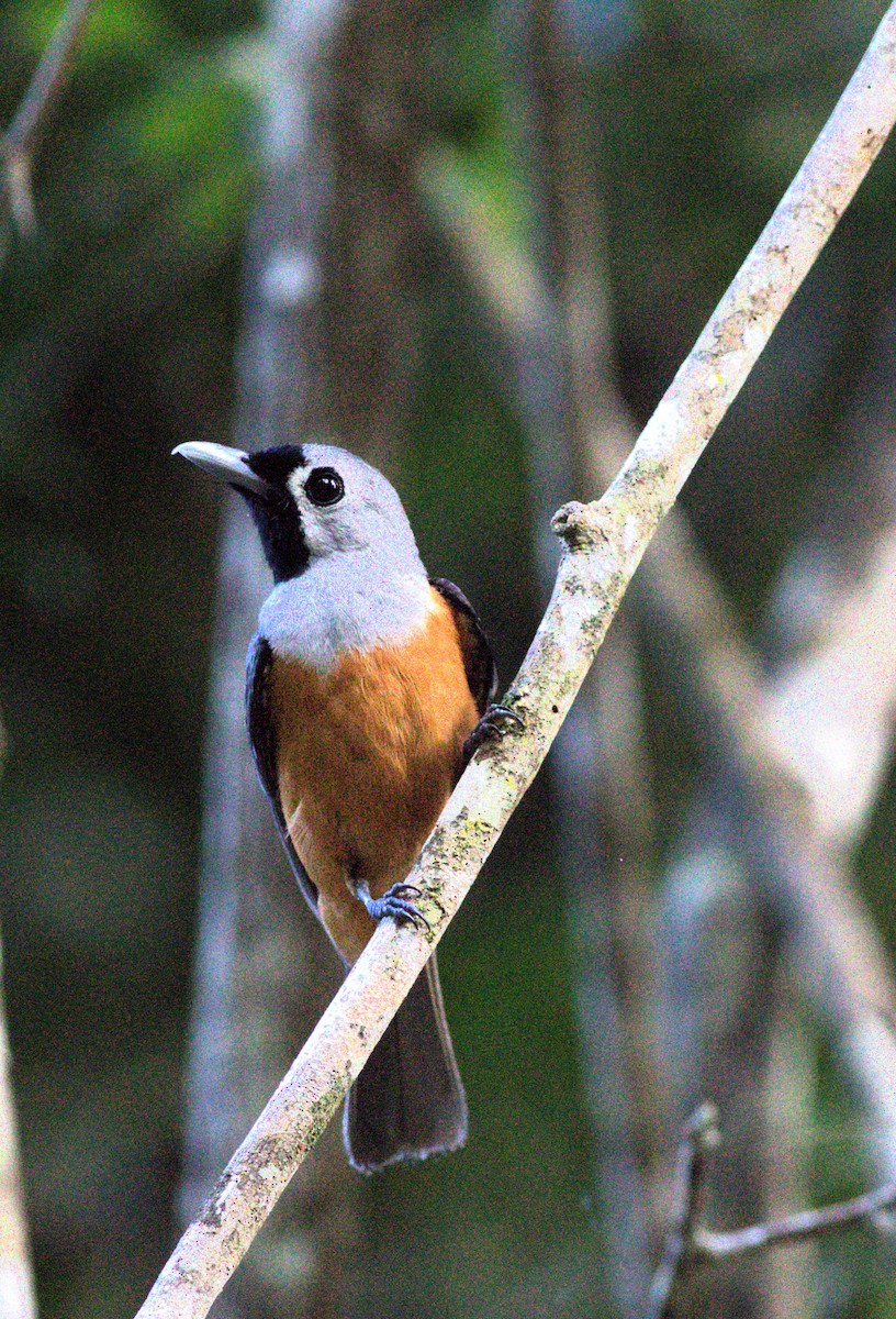 Black-faced Monarch - ML615381128