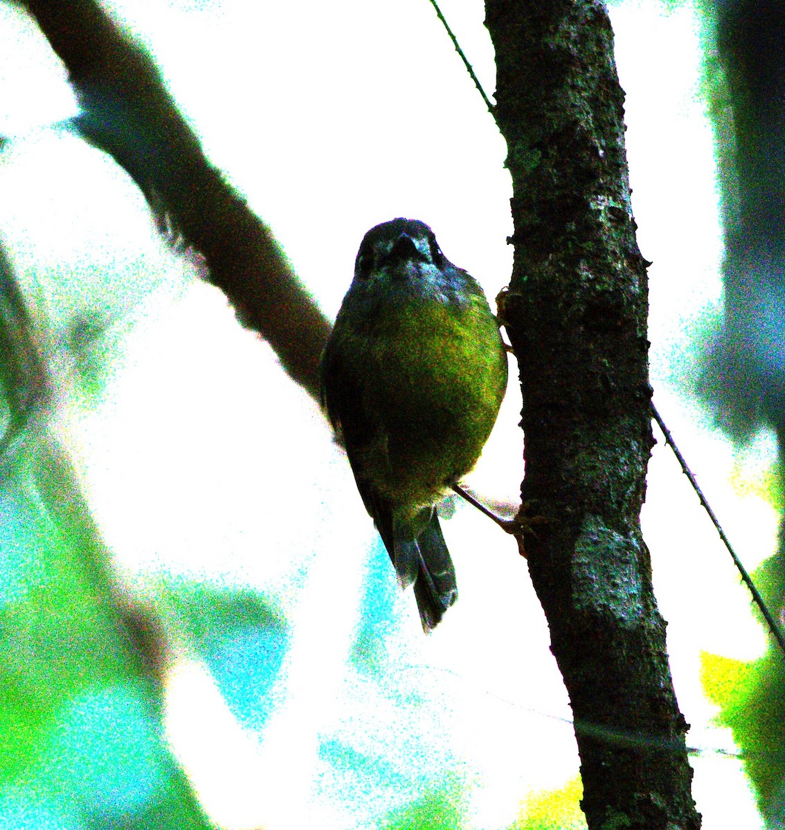 Pale-yellow Robin - ML615381131