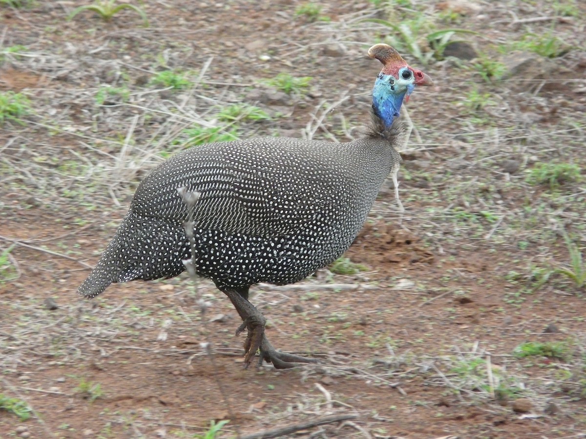 Helmeted Guineafowl - Wink Gross