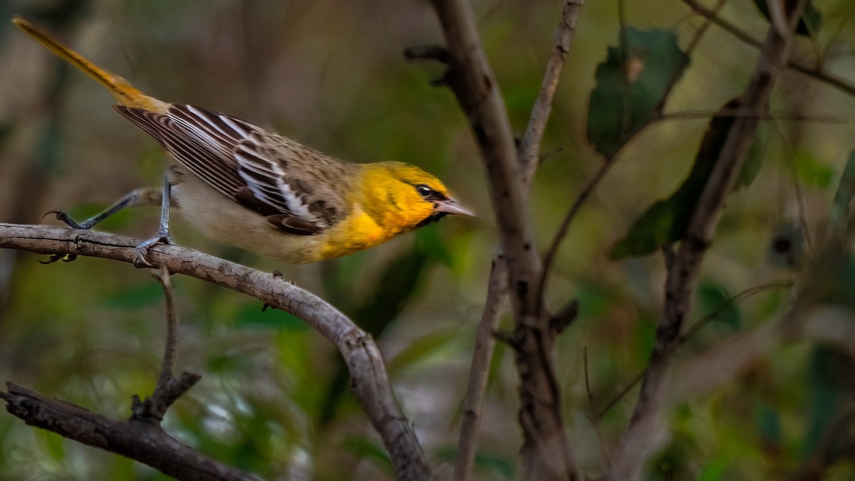 Bullock's Oriole - ML615381173