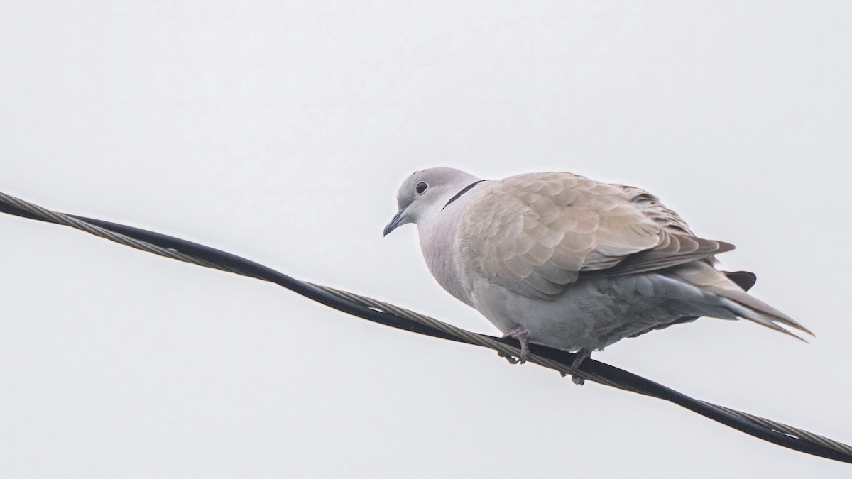 Eurasian Collared-Dove - ML615381176