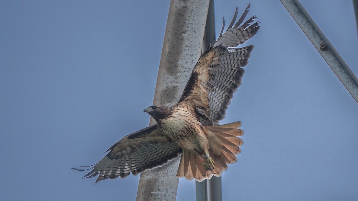 Red-tailed Hawk - ML615381179