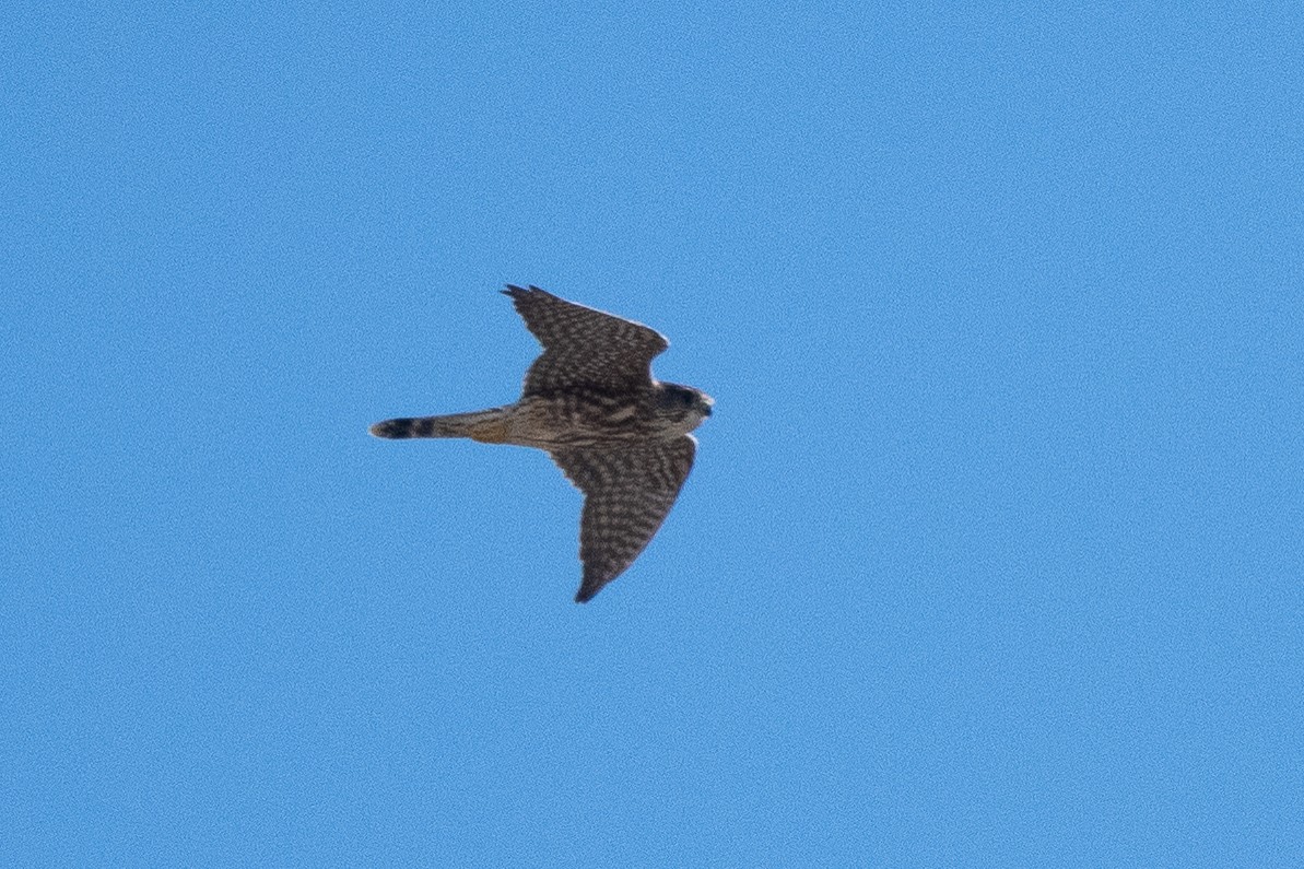 Підсоколик малий (підвид columbarius) - ML615381189