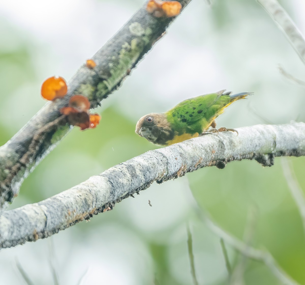 Geelvink Pygmy-Parrot - ML615381212