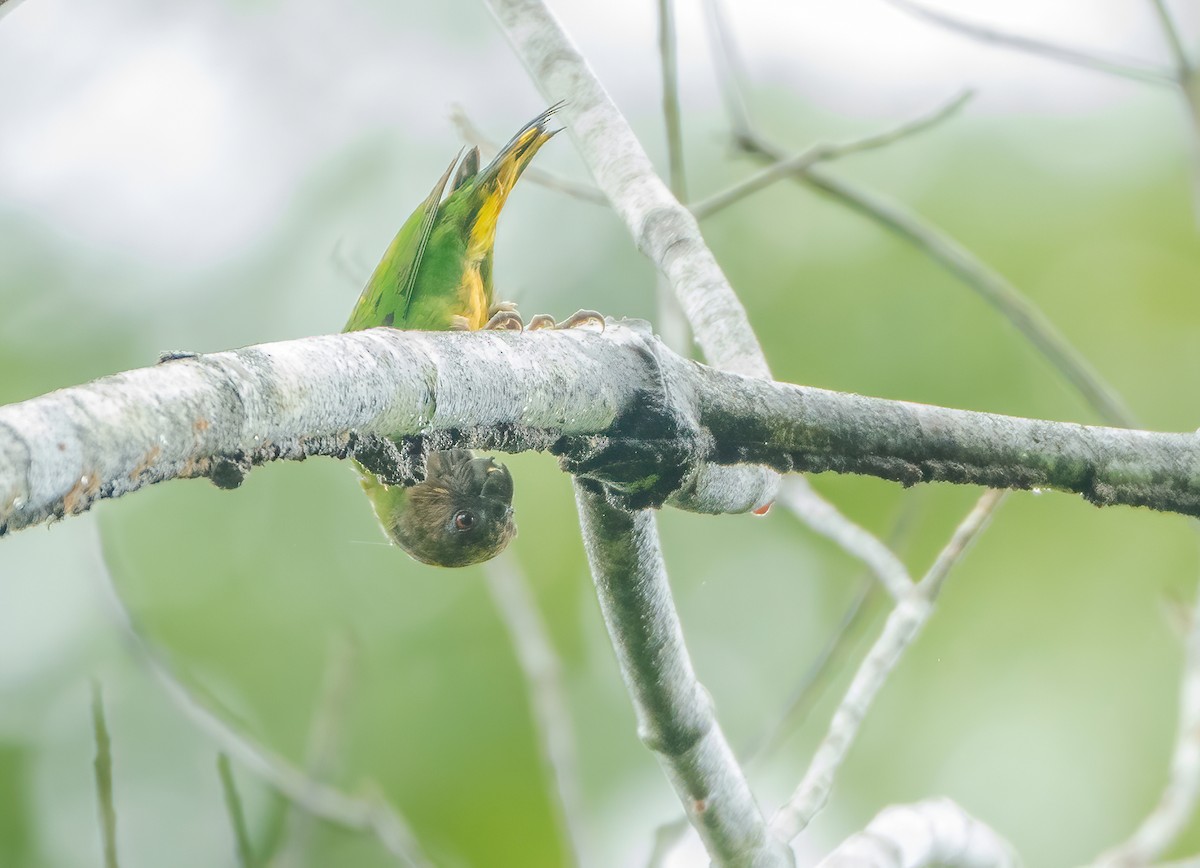 Geelvink Pygmy-Parrot - ML615381213