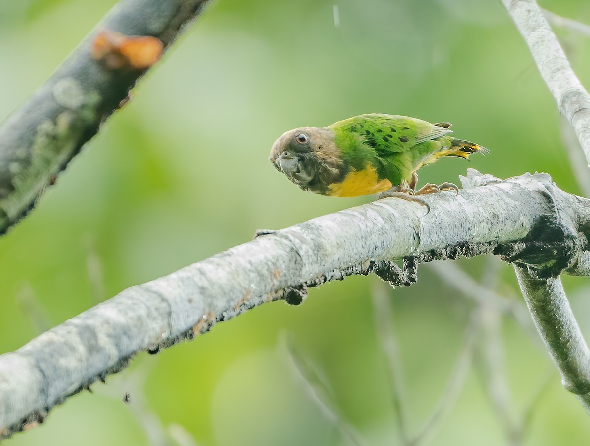 Geelvink Pygmy-Parrot - ML615381214
