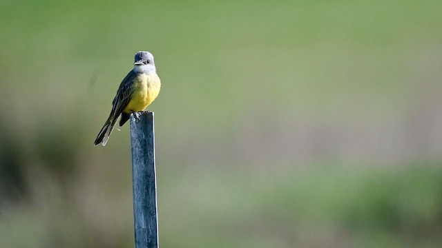 Tropical Kingbird - ML615381216