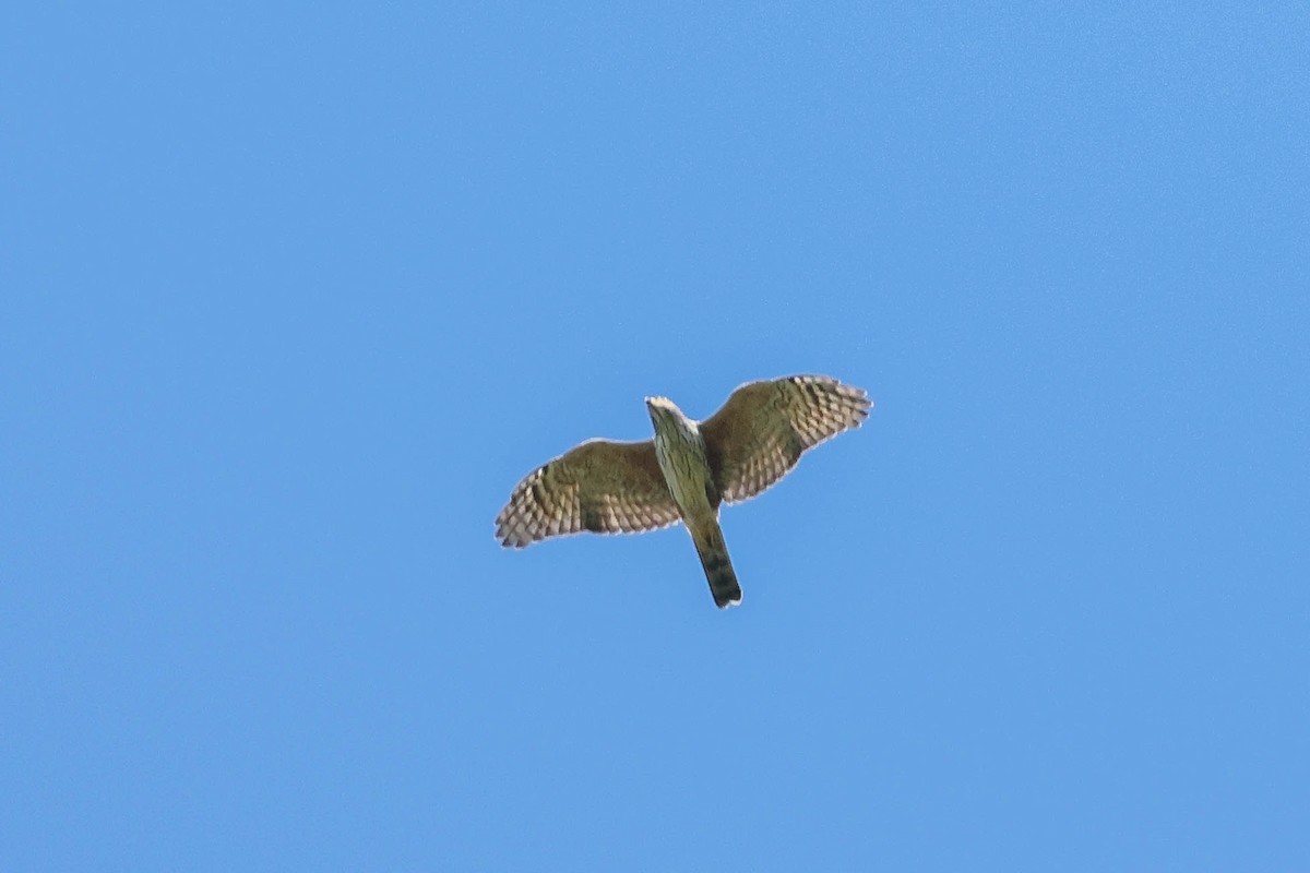 Rufous-thighed Kite - ML615381238