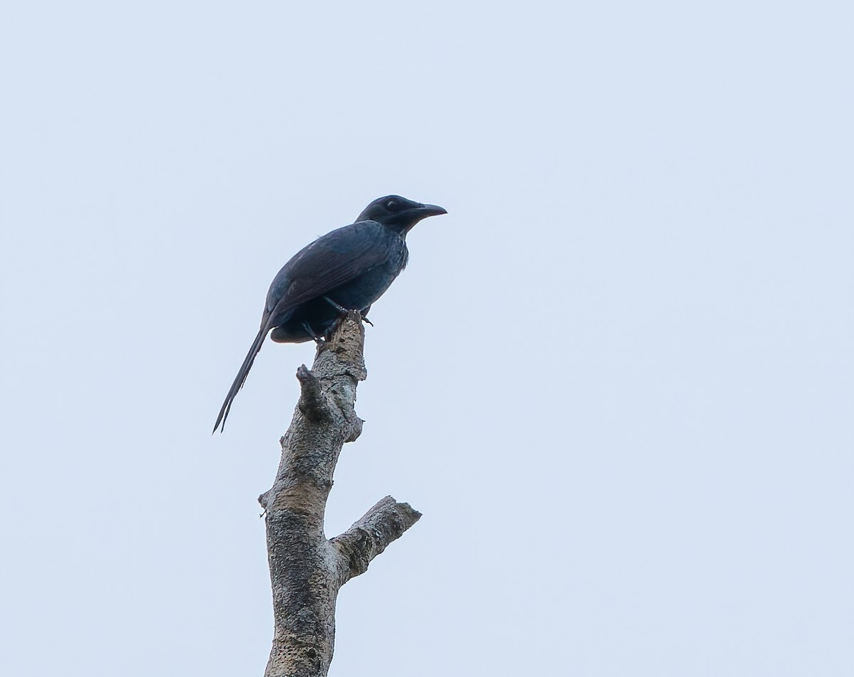 Long-tailed Starling - ML615381240